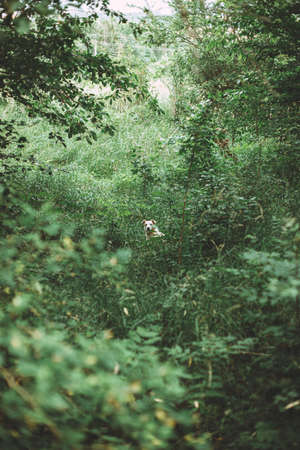 A vertical shot of a white dog standing in the middle of the green bushes in a forest