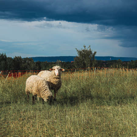 Two white sheep grazing on the pasture at daytimeの写真素材