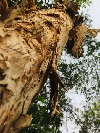 A vertical low angle shot of old brown tree trunk