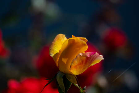 A closeup shot of a yellow rose with blurred backgroundの写真素材