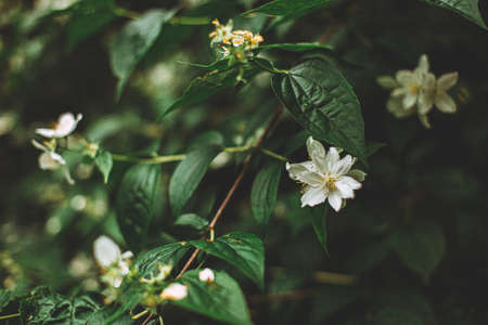 A selective focus shot of beautiful and small white flowers on a bush in the middle of a forest