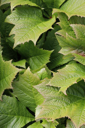 A vertical closeup shot of Rodgersia leaves
