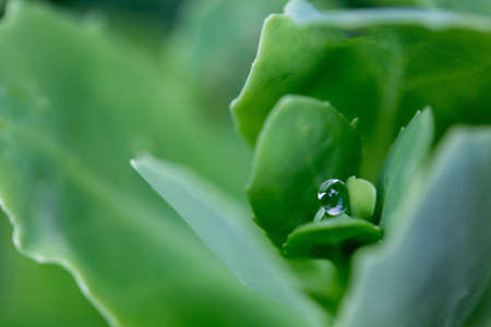 A selective focus shot of a droplet among leaves - perfect for background