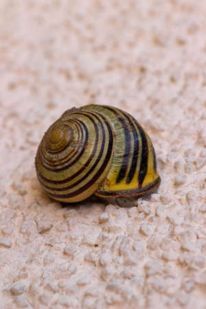 A close up shot of a snail in a pink textured background
