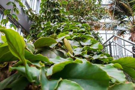 A closeup shot of exotic green-leaved plants growing near a staircase
