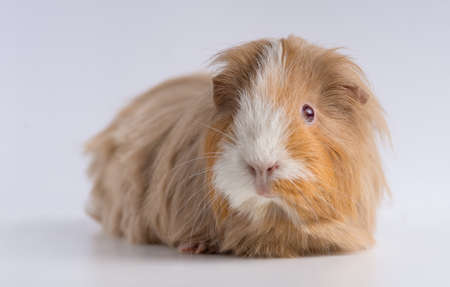A closeup shot of guinea pig isolated on a white backgroundの写真素材