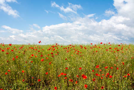 Many red tulips growing in the green field under the sky full of clouds