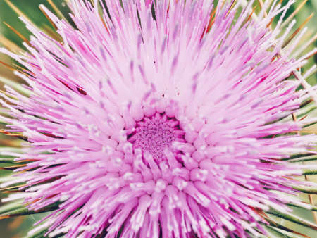 A closeup shot of a beautiful pink silybum flower in a gardenの写真素材