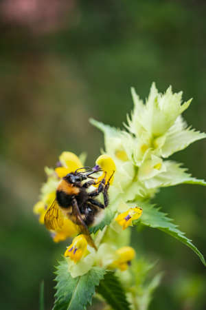 A vertical shot of a bee on yellow rattle in a field under the sunlight with a blurry backgroundの写真素材