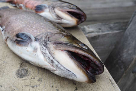 A closeup shot of two dead fish placed on a wooden surfaceの写真素材