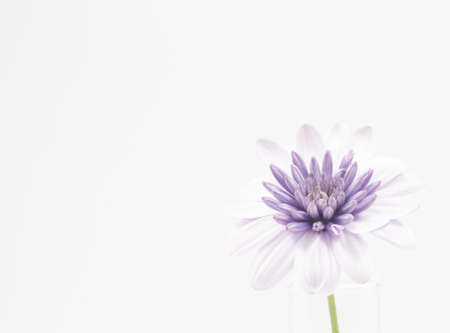 A closeup shot of a purple Osteospermum isolated on a white background - perfect for wallpaperの写真素材
