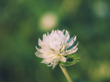 A closeup shot of white Clover flower in a field on a blurred background