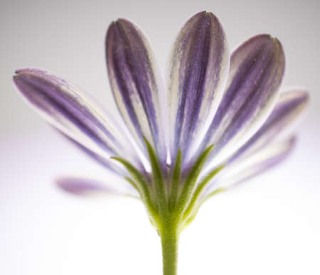 A macro shot of purple African daisy petals isolated on a white backgroundの写真素材