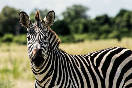 A closeup shot of a zebra grazing in a tropical land at daytime