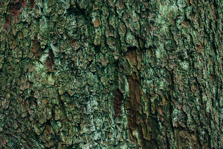 A closeup shot of wooden texture of a treeの写真素材
