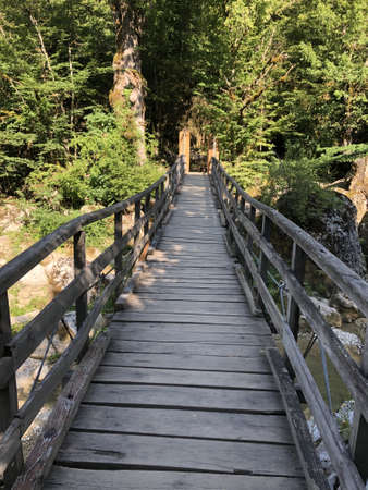 A vertical shot of a wooden bridge near a green forest