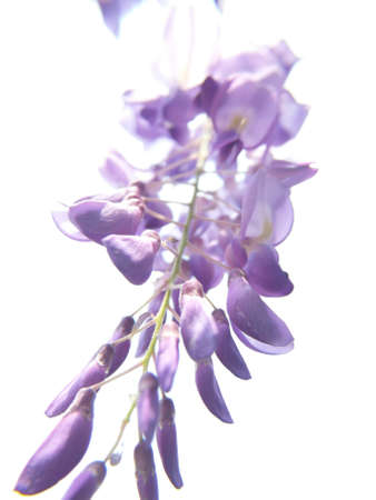 A vertical shot of blooming purple Chinese Wisteria flowers on Bean Treesの写真素材