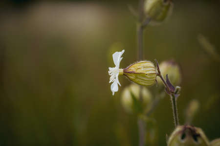 A closeup of a white campion in a field under the sunlight with a blurry background