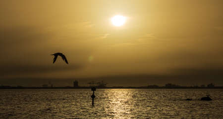 The bird flying over the  sea, gleaming under the shining, bright sunsetの写真素材