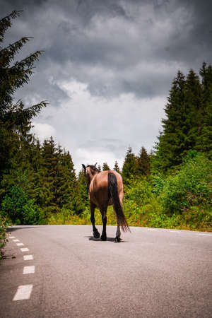 A vertical shot of a brown mare walking on the road surrounded by trees under a cloudy skyの写真素材