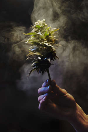 An isolated vertical shallow focus closeup shot of a hand holding a cannabis plant under smoke