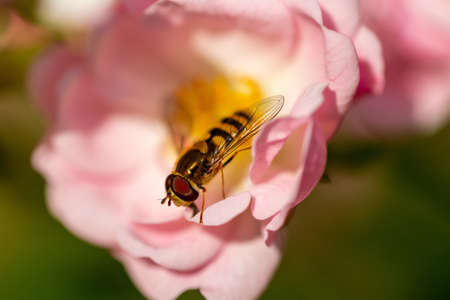 A selective focus shot of a bee collecting pollen from the light pink roseの写真素材