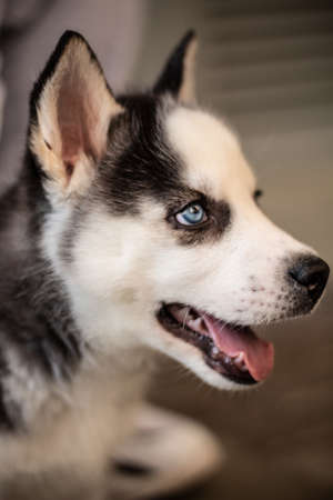 A vertical closeup shot of a cute blue-eyed husky dog