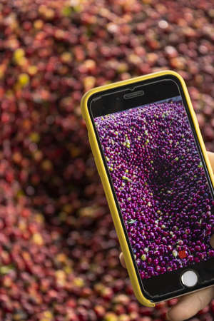 A vertical shot of a person taking a picture of ripe coffee beans with a smartphone