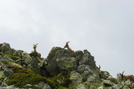 A beautiful shot of a white-tailed deer in rocky mountainsの写真素材