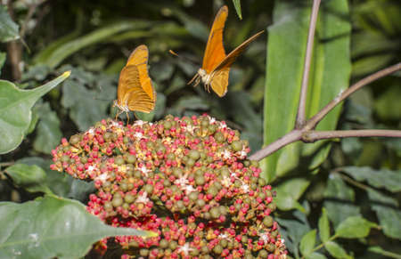 The butterflies with orange wings flying over flowers
