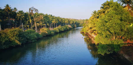 A beautiful scenery of a river surrounded by greenery and tall trees in Goa, India