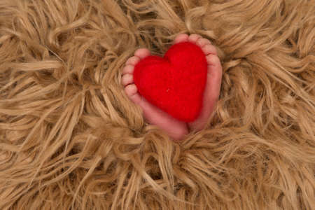 A small red heart held between the small feet of a child coming out of a furry brown layerの写真素材
