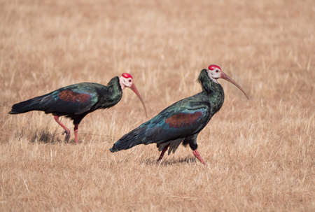 Two bald ibis birds walking in a dry grassy field at daytimeの写真素材