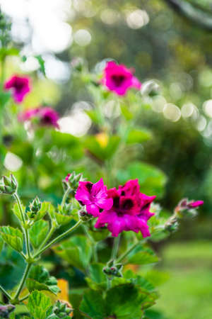 A vertical shot of a red campion in the forest