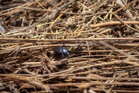 A closeup of a black -colored insect in thin wooden sticks captured on a sunny day