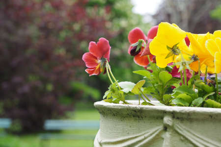 A closeup shot of colorful pansy flowers in the pot