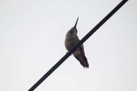 A closeup shot of a rufous hummingbird sitting on a wireの写真素材