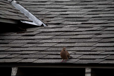A brown stock dove sitting on the roof during daytime