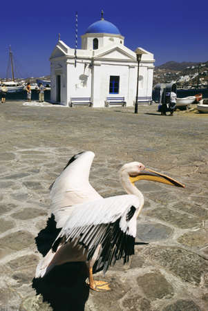 A pelican bird in front of a traditional Orthodox church with a blue dome in Greeceの写真素材