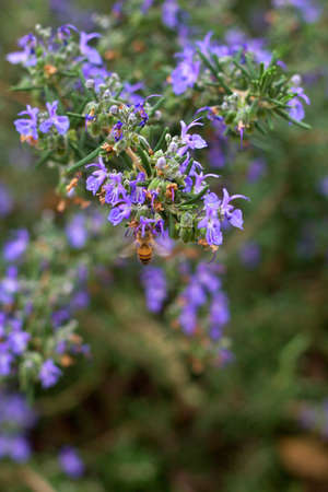 A vertical closeup shot of a bee sitting on a purple flower