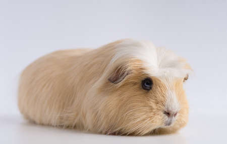 A closeup shot of guinea pig isolated on a white background
