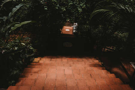 A brown stairway leading down in a beautiful green garden