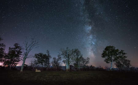 The starry night sky and the milky way over the trees - fantasy concept