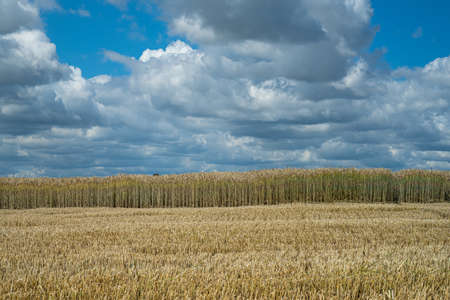 A half-reaped wheat field in a rural area under the cloudy sky