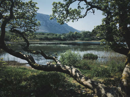 A beautiful shot of a tree and grassy field near the water with a mountain in the background on a...