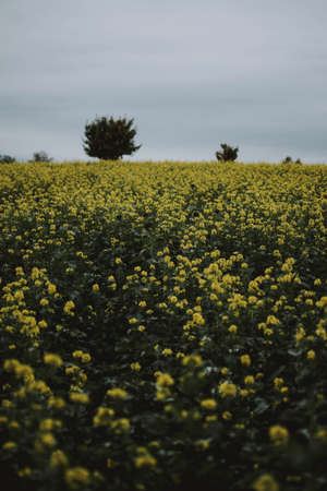 A vertical shot of yellow flower field with trees in the distance at cloudy dayの写真素材