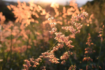 A closeup shot of plants in a grassy field with a blurred natural background at daytime