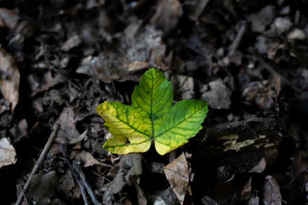 A closeup shot of a beautiful wild green leaf in the forest