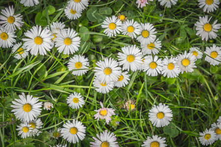 An overhead shot of daisies in the grass