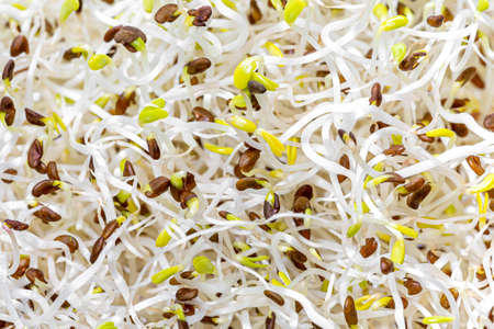 A closeup shot of fresh and raw alfalfa sprouts